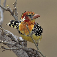 Red-and-yellow Barbet